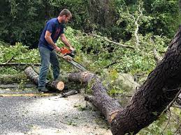 Best Root Management and Removal  in Maywood, NJ