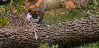 Maywood, NJ Tree Removal Company