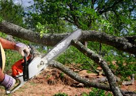Best Pest Control for Lawns  in Maywood, NJ