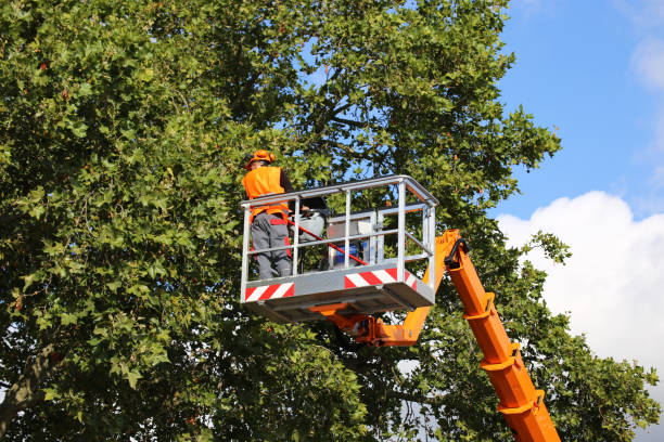 Best Fruit Tree Pruning  in Maywood, NJ