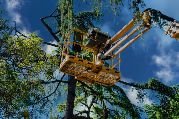 How Our Tree Care Process Works  in  Maywood, NJ