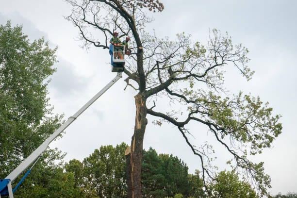 Best Tree Risk Assessment  in Maywood, NJ