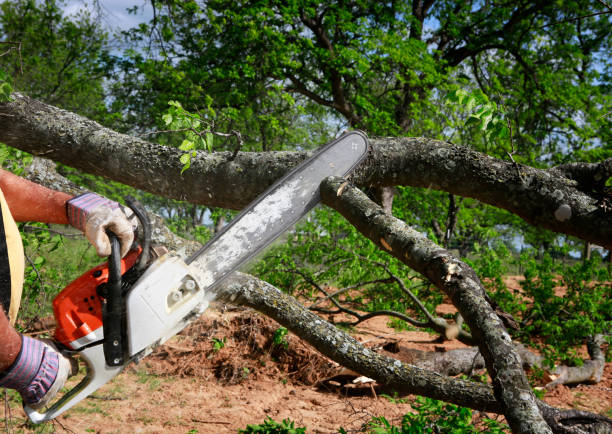 Best Leaf Removal  in Maywood, NJ
