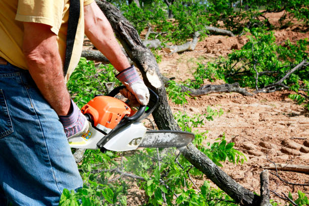 Best Lawn Grading and Leveling  in Maywood, NJ